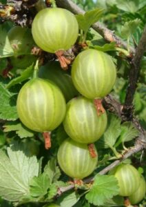 Крыжовник Кубанец купить по цене от 300.00р. в интернет-магазине «Посадика» с доставкой почтой в в Москве и по всей России – [изображение №1].