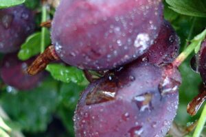 Крыжовник Владил купить по цене от 320.00р. в интернет-магазине «Посадика» с доставкой почтой в в Москве и по всей России – [изображение №1].