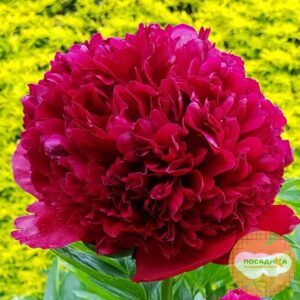 Пион Адольф Руссо купить по цене от 390р. в интернет-магазине «Посадика» с доставкой почтой в в Москве и по всей России – [изображение №1].