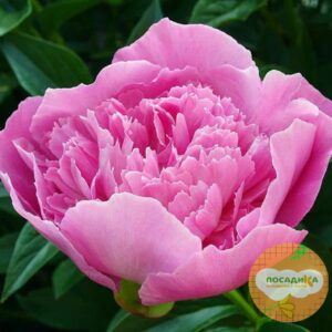 Пион Букет Перфект купить по цене от 390р. в интернет-магазине «Посадика» с доставкой почтой в в Москве и по всей России – [изображение №1].