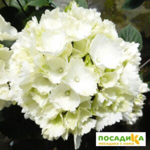 Гортензия макрофила Сноуболл (Snowball) купить по цене от 310.00р. в интернет-магазине «Посадика» с доставкой почтой в в Москве и по всей России – [изображение №1].