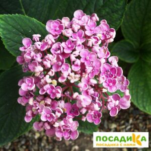 Гортензия крупнолистная Аиша  ЗКС купить по цене от 480.00р. в интернет-магазине «Посадика» с доставкой почтой в в Москве и по всей России – [изображение №1].