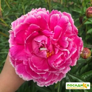 Пион Королева Вильгельмина купить по цене от 330р. в интернет-магазине «Посадика» с доставкой почтой в в Москве и по всей России – [изображение №1].
