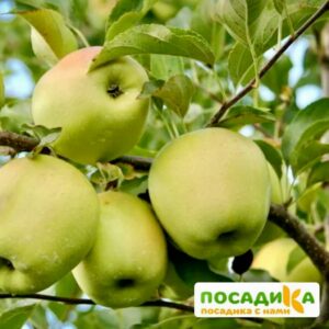 Яблоня Голден Делишес купить по цене от 320.00р. в интернет-магазине «Посадика» с доставкой почтой в в Москве и по всей России – [изображение №1].