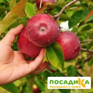 Яблоня Флорина купить по цене от 310.00р. в интернет-магазине «Посадика» с доставкой почтой в в Москве и по всей России – [изображение №1].