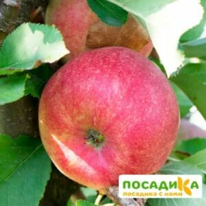 Яблоня Чемпион купить по цене от 320.00р. в интернет-магазине «Посадика» с доставкой почтой в в Москве и по всей России – [изображение №1].