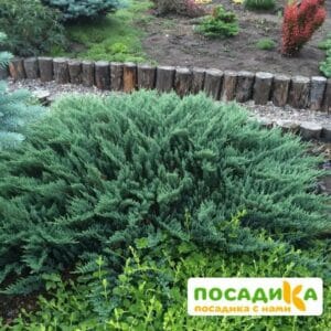 Можжевельник горизонтальный Блю Чип купить по цене от 350.00р. в интернет-магазине «Посадика» с доставкой почтой в в Москве и по всей России – [изображение №1].
