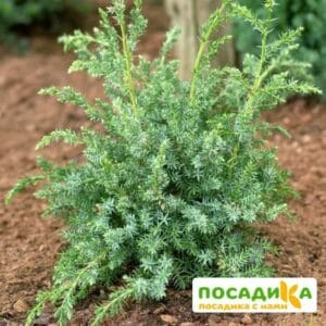 Можжевельник китайский Блю Альпс купить по цене от 450.00р. в интернет-магазине «Посадика» с доставкой почтой в в Москве и по всей России – [изображение №1].