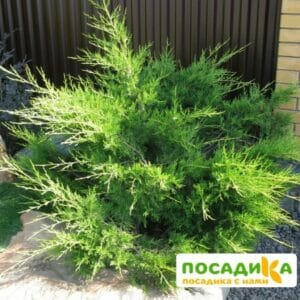 Можжевельник китайский Куривао Голд купить по цене от 430.00р. в интернет-магазине «Посадика» с доставкой почтой в в Москве и по всей России – [изображение №1].