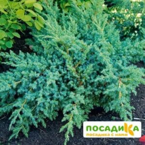 Можжевельник чешуйчатый Блю Свид купить по цене от 460.00р. в интернет-магазине «Посадика» с доставкой почтой в в Москве и по всей России – [изображение №1].