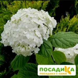 Гортензия крупнолистовая Нимфа ЗКС купить по цене от 400.00р. в интернет-магазине «Посадика» с доставкой почтой в в Москве и по всей России – [изображение №1].