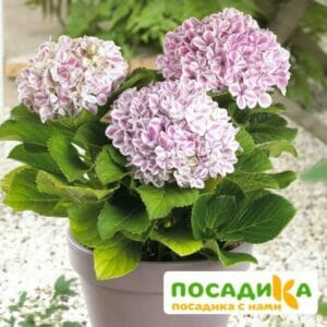 Морозостойкая Гортензия  Пеперминт ЗКС купить по цене от 360.00р. в интернет-магазине «Посадика» с доставкой почтой в в Москве и по всей России – [изображение №1].