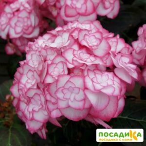 Гортензия крупнолистная Мисс Саори купить по цене от 370р. в интернет-магазине «Посадика» с доставкой почтой в в Москве и по всей России – [изображение №1].