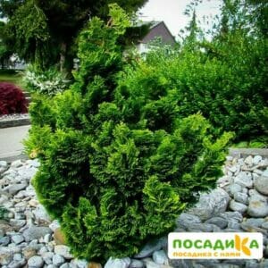 КИПАРИСОВИК ТУПОЙ НАНА ГРАЦИЛИС купить по цене от 569.00р. в интернет-магазине «Посадика» с доставкой почтой в в Москве и по всей России – [изображение №1].