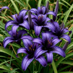 Лилейник Блю Айрис купить по цене от 324р. в интернет-магазине «Посадика» с доставкой почтой в в Москве и по всей России – [изображение №1].