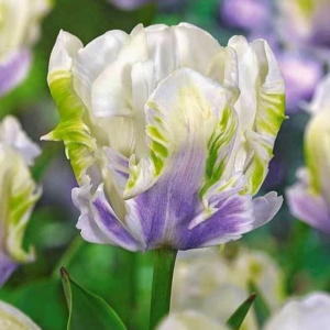 Тюльпан Уайт Лизарт купить по цене от 360р. в интернет-магазине «Посадика» с доставкой почтой в в Москве и по всей России – [изображение №1].